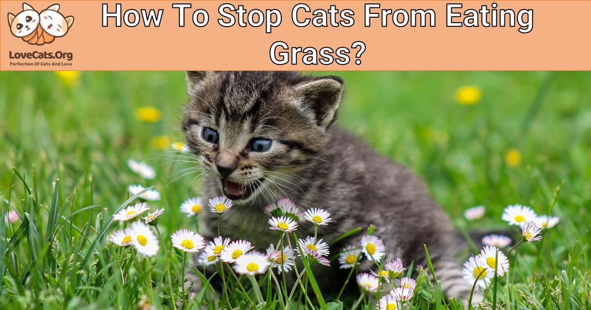 How To Stop Cats From Eating Grass?