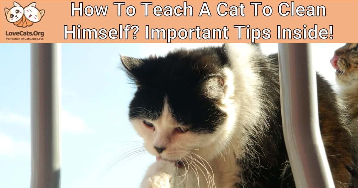 How To Teach A Cat To Clean Himself? Important Tips Inside!