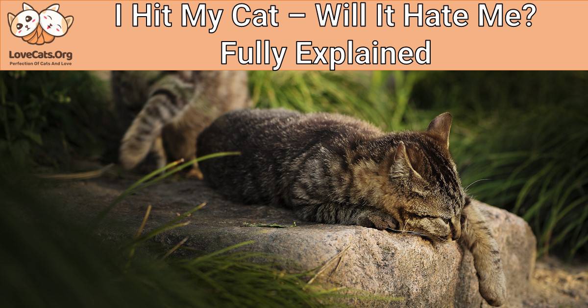 I Hit My Cat – Will It Hate Me? Fully Explained