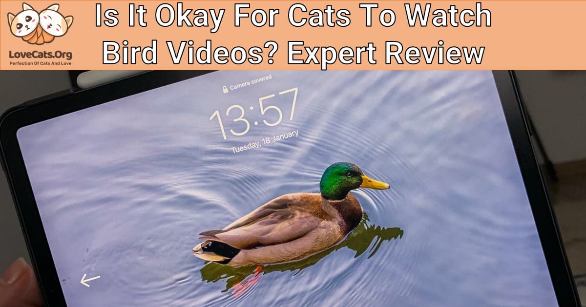 Is It Okay For Cats To Watch Bird Videos? Expert Review