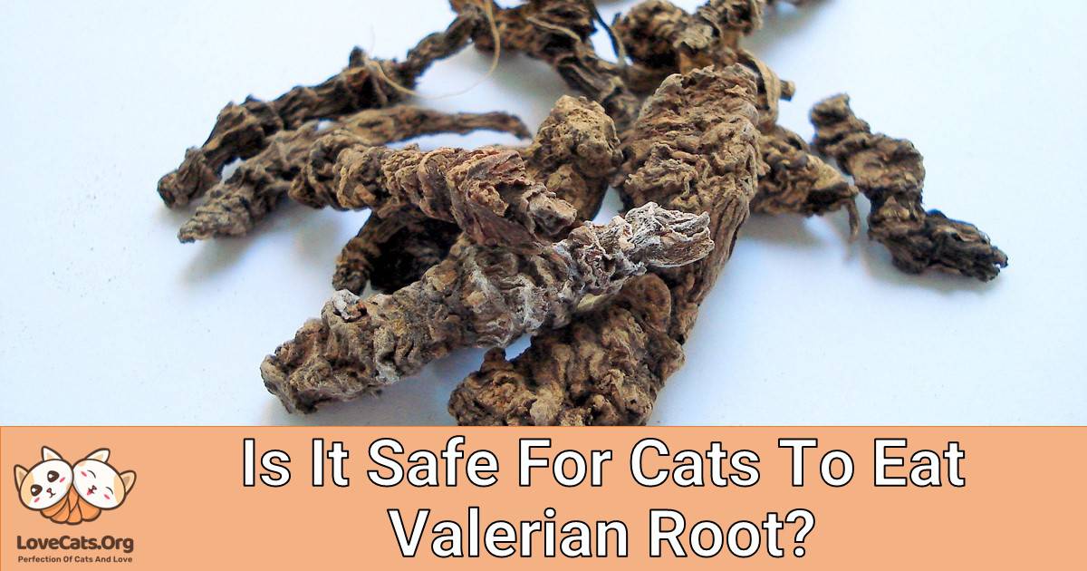 Is It Safe For Cats To Eat Valerian Root?
