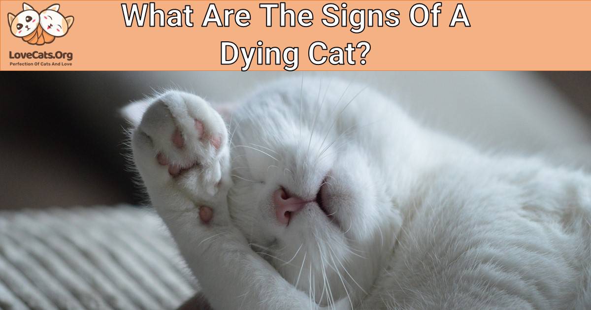 What Are The Signs Of A Dying Cat?
