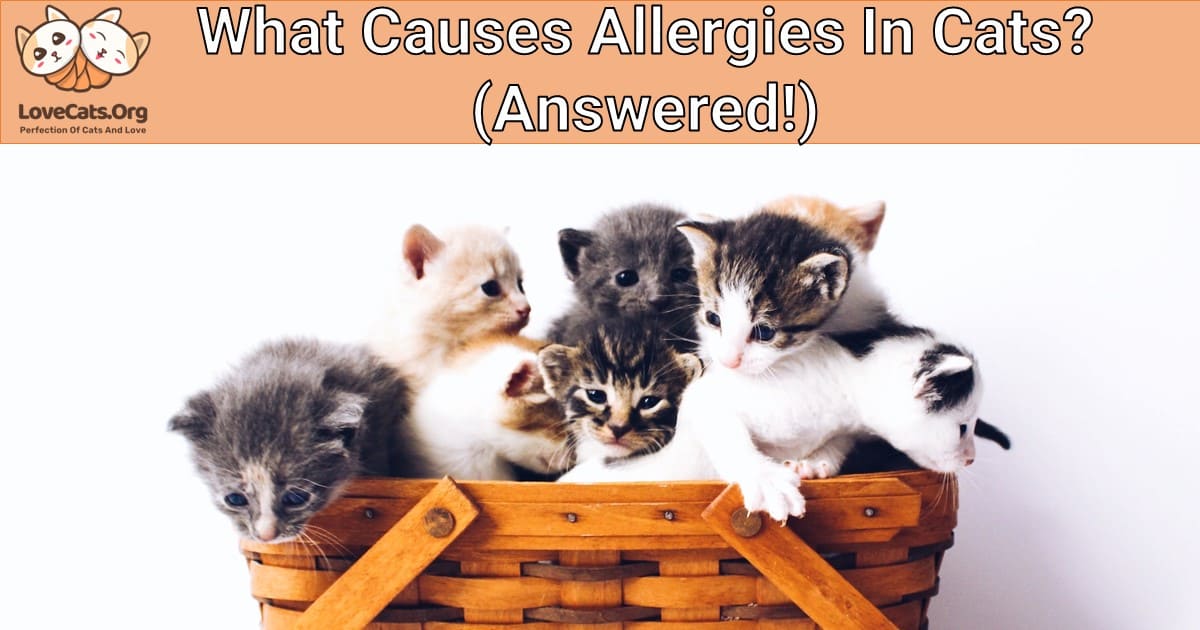 What Causes Allergies In Cats? (Answered!)