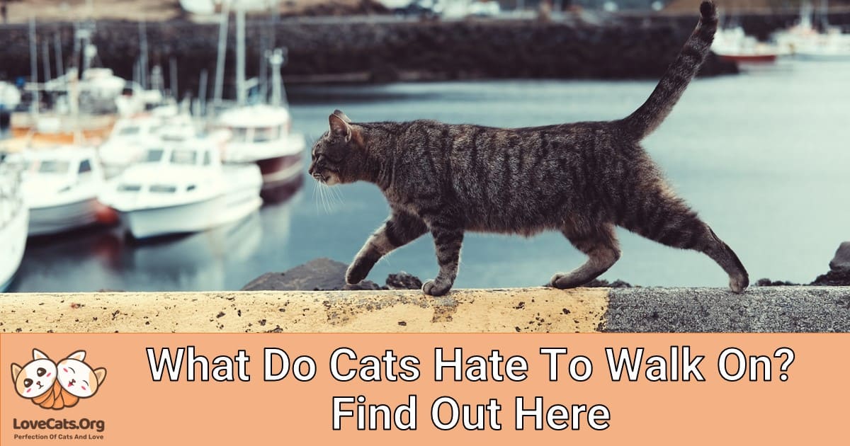 What Do Cats Hate To Walk On? Find Out Here