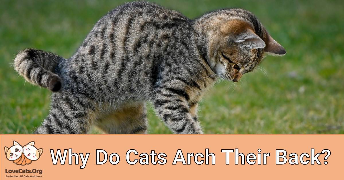 Why Do Cats Arch Their Back?