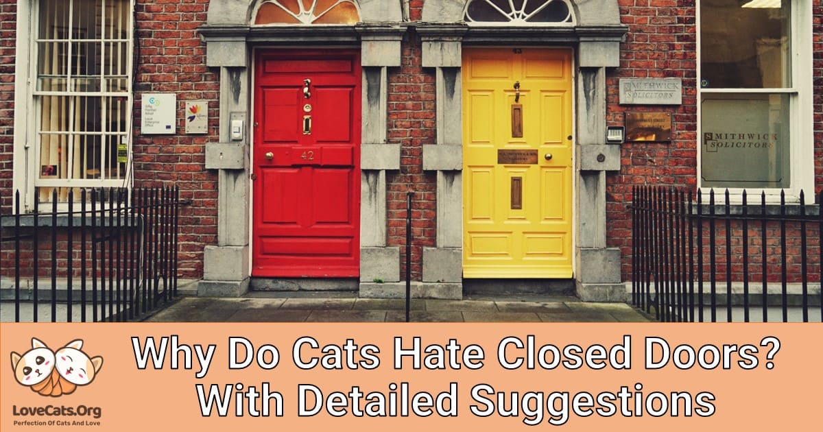 Why Do Cats Hate Closed Doors? With Detailed Suggestions
