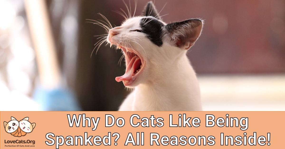 Why Do Cats Like Being Spanked? All Reasons Inside!