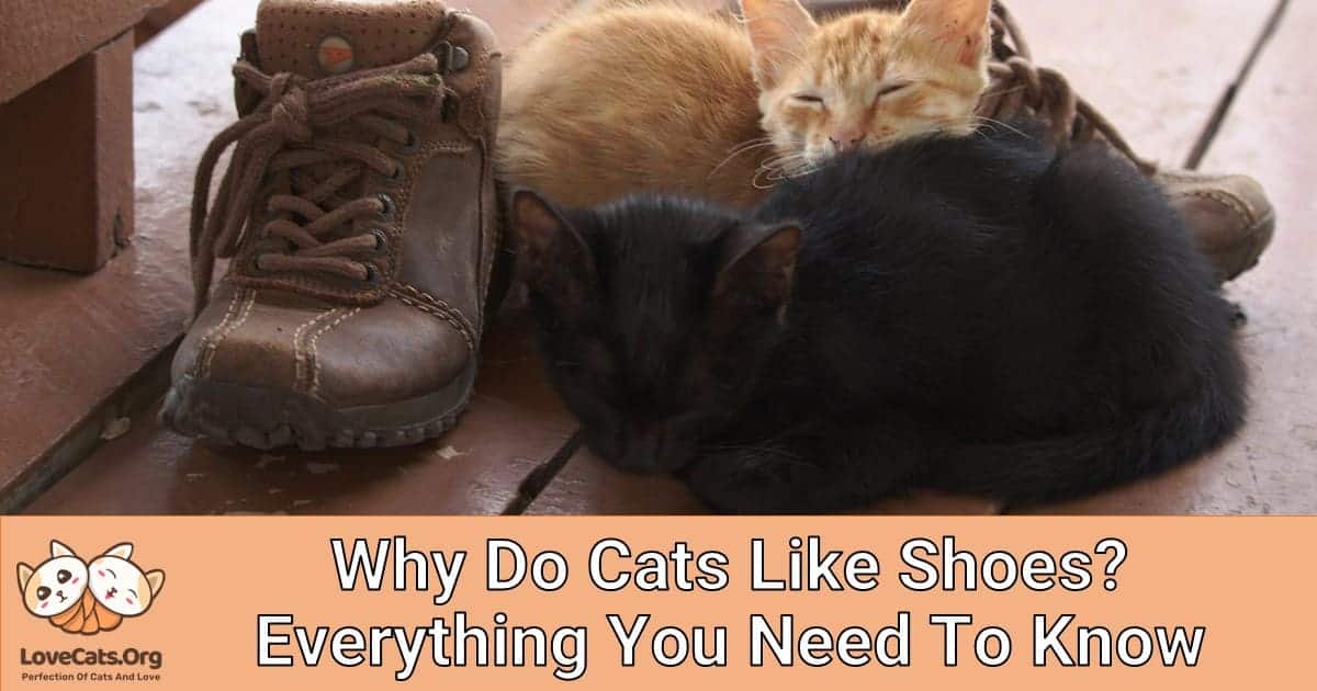Why Do Cats Like Shoes? Everything You Need To Know
