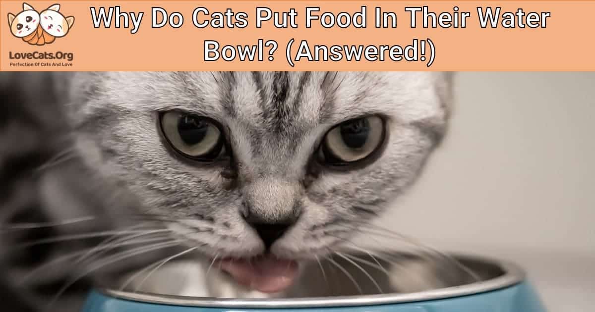 Why Do Cats Put Food In Their Water Bowl? (Answered!)