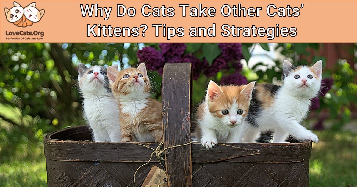 Why Do Cats Take Other Cats' Kittens? Tips and Strategies