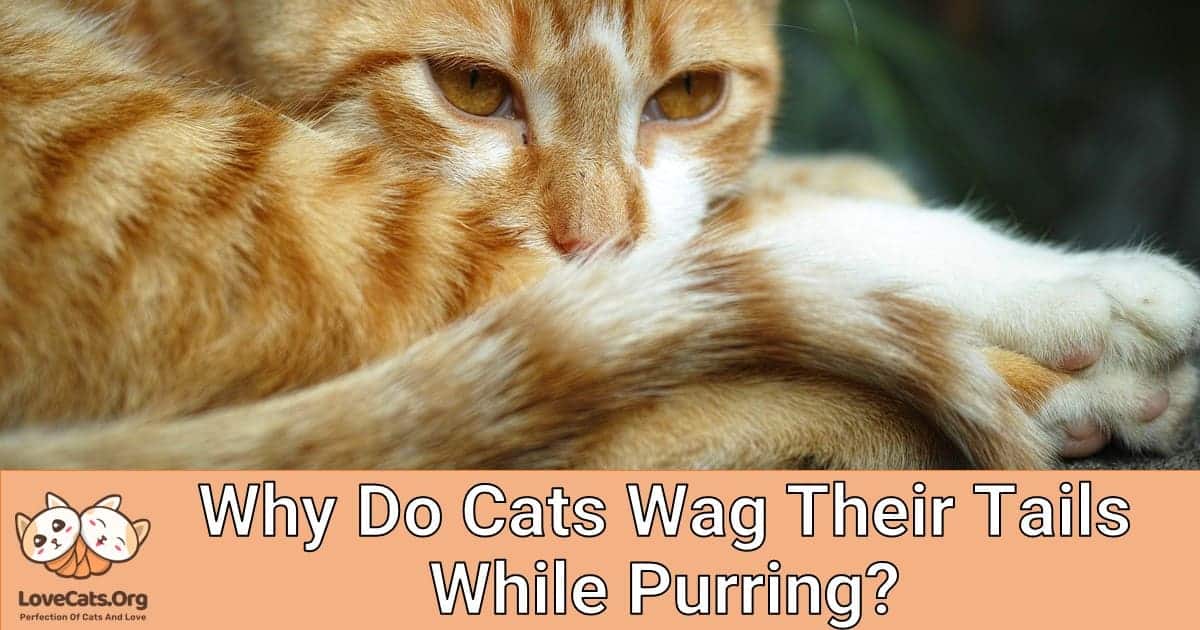 Why Do Cats Wag Their Tails While Purring?