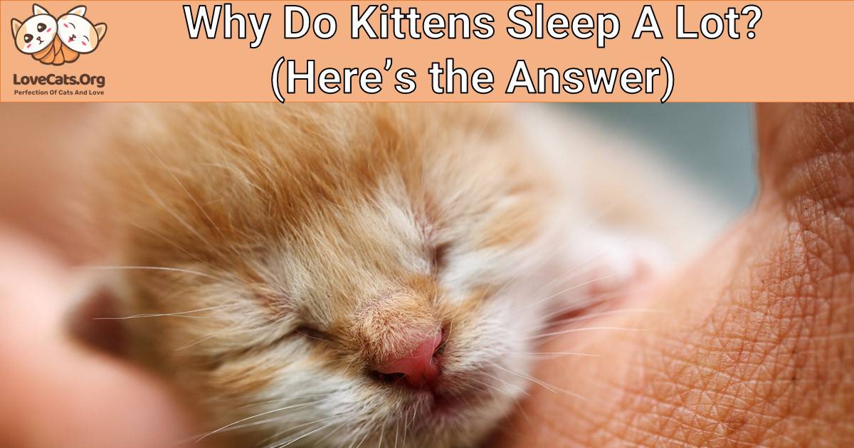 Why Do Kittens Sleep A Lot? (Here's the Answer)