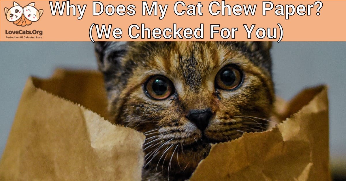 Why Does My Cat Chew Paper? (We Checked For You)
