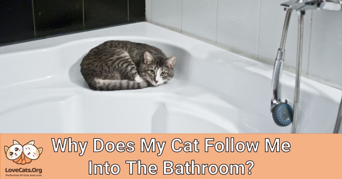 Why Does My Cat Follow Me Into The Bathroom?