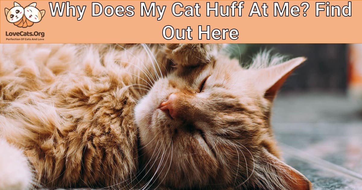 Why Does My Cat Huff At Me? Find Out Here