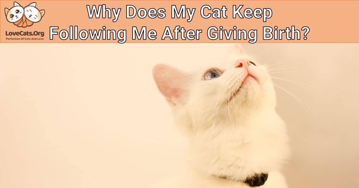 Why Does My Cat Keep Following Me After Giving Birth?