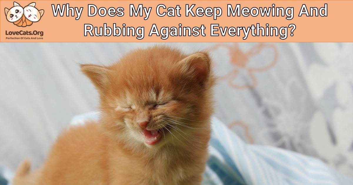 Why Does My Cat Keep Meowing And Rubbing Against Everything? The Interesting Reasons Why