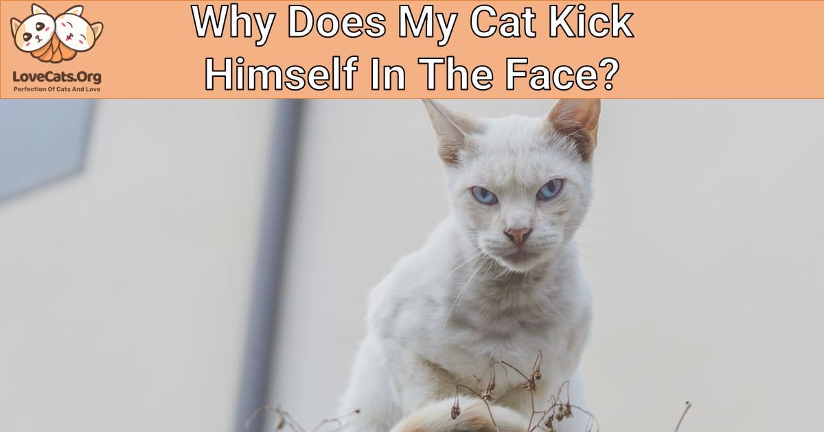 Why Does My Cat Kick Himself In The Face?