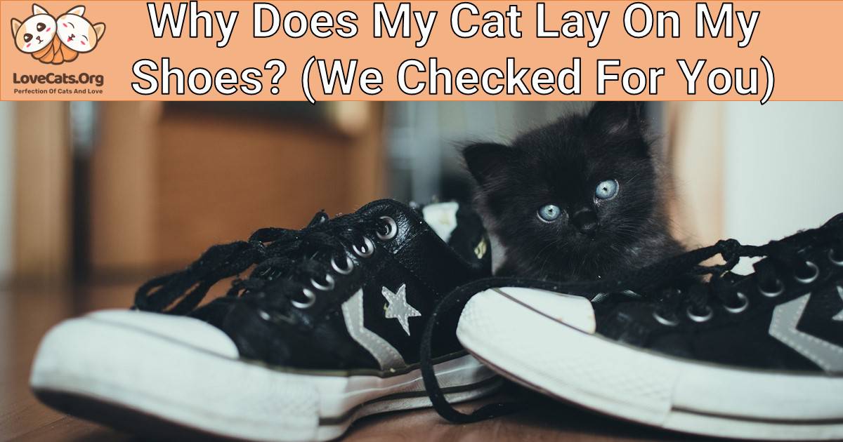Why Does My Cat Lay On My Shoes? (We Checked For You)