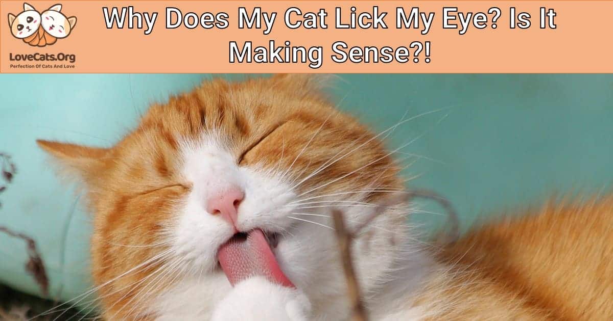 Why Does My Cat Lick My Eye? Is It Making Sense?!