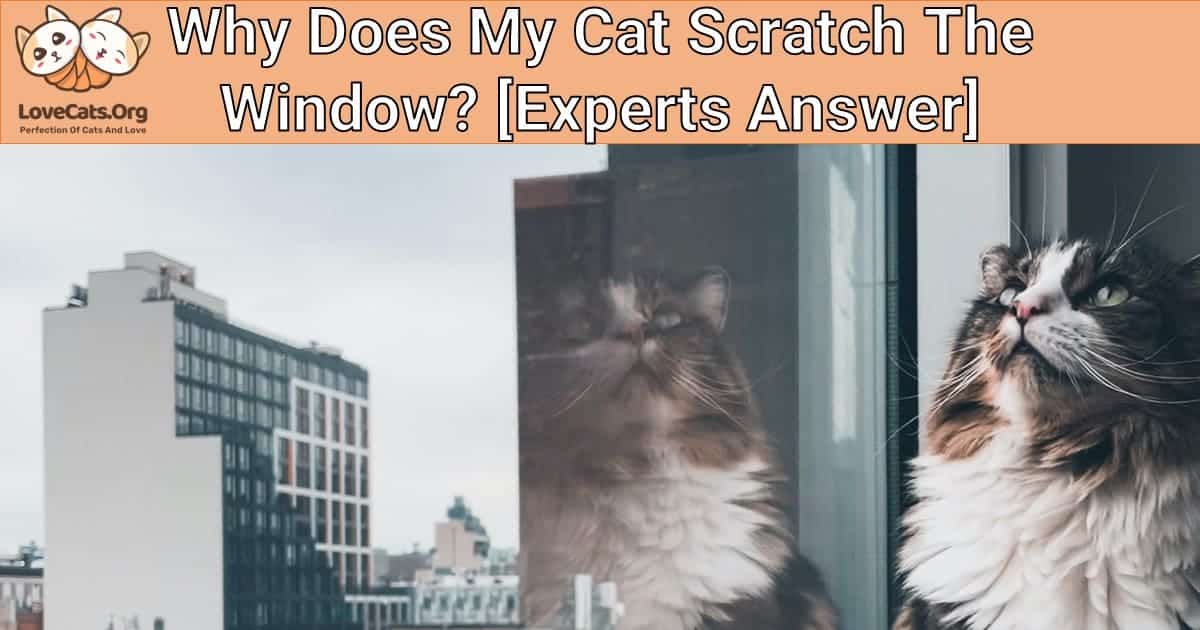 Why Does My Cat Scratch The Window? [Experts Answer]
