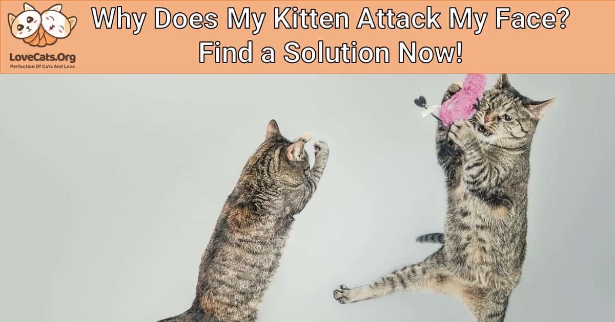 Why Does My Kitten Attack My Face? Find a Solution Now!