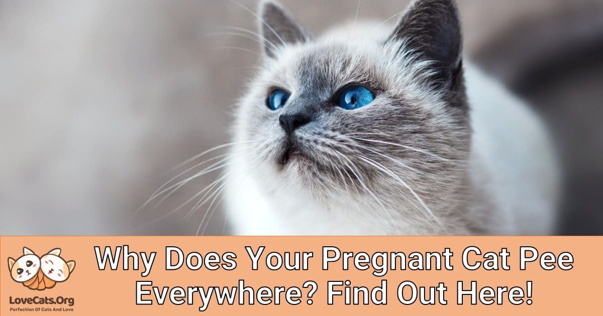 Why Does Your Pregnant Cat Pee Everywhere? Find Out Here!