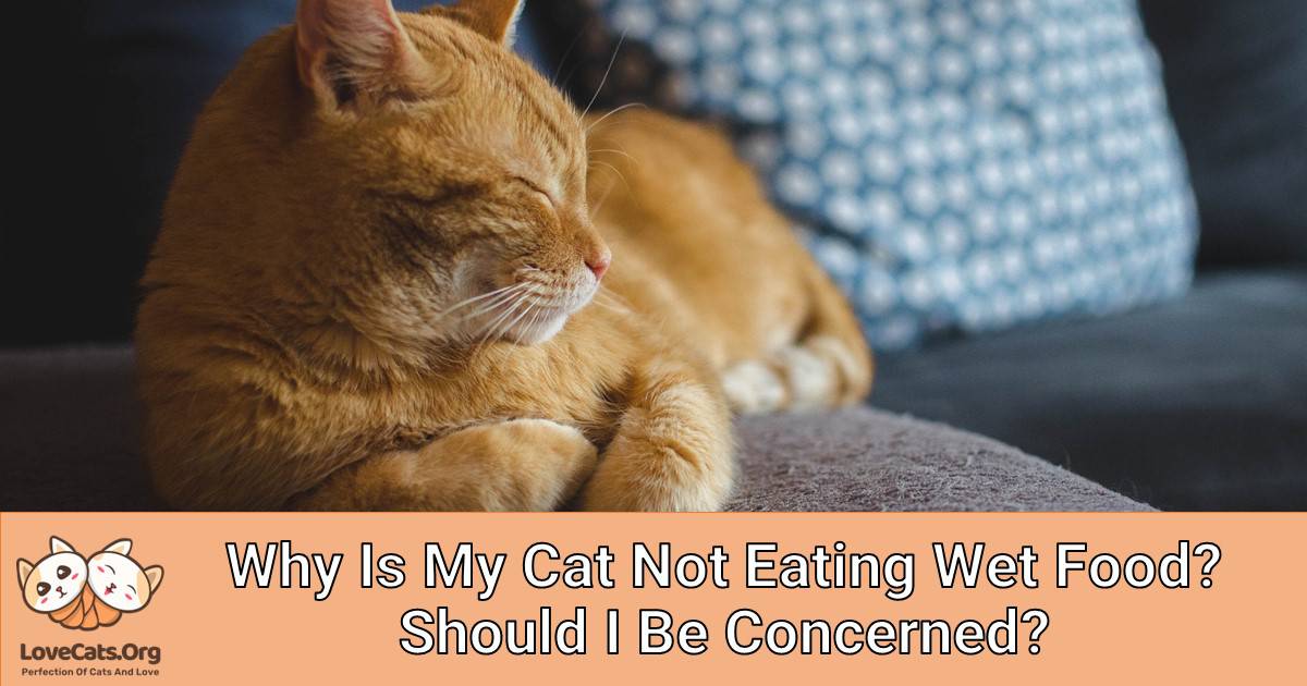 Why Is My Cat Not Eating Wet Food? Should I Be Concerned?