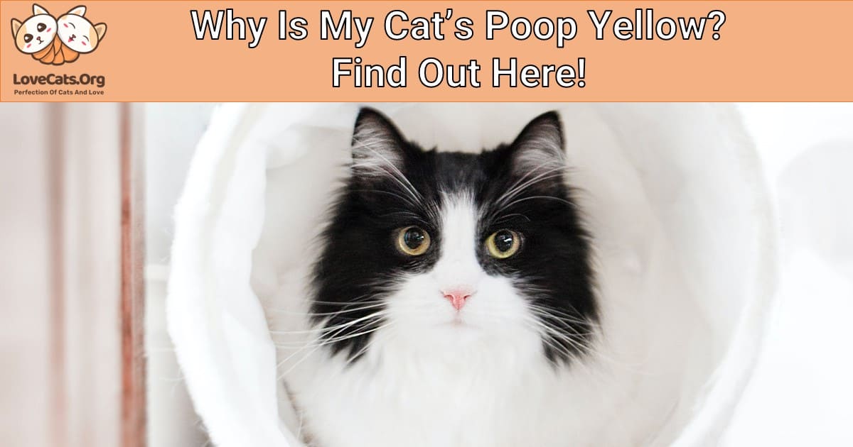 Why Is My Cat's Poop Yellow? Find Out Here!