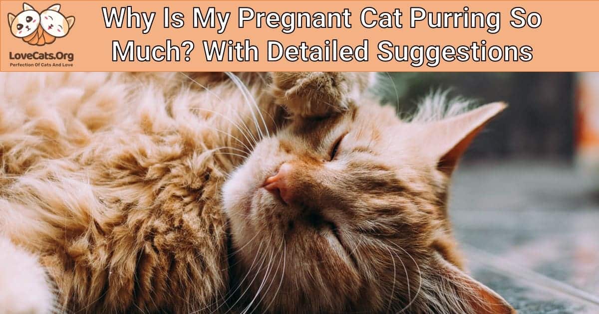 Why Is My Pregnant Cat Purring So Much? With Detailed Suggestions