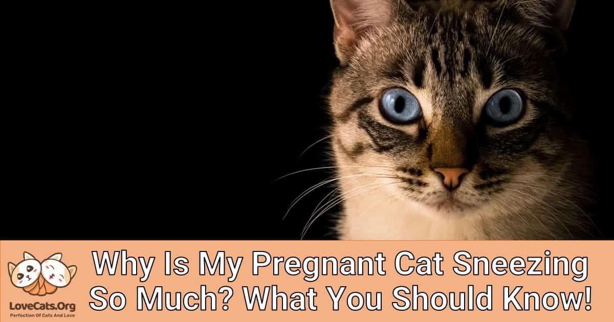 Why Is My Pregnant Cat Sneezing So Much? What You Should Know!