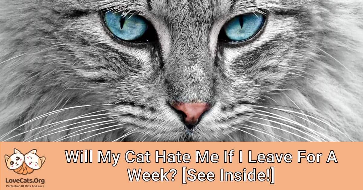 Will My Cat Hate Me If I Leave For A Week? [See Inside!]